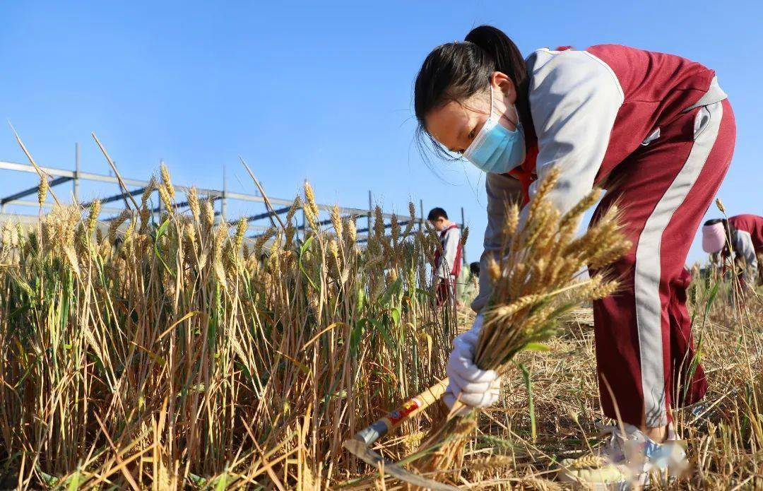 割麦子朋友圈图片