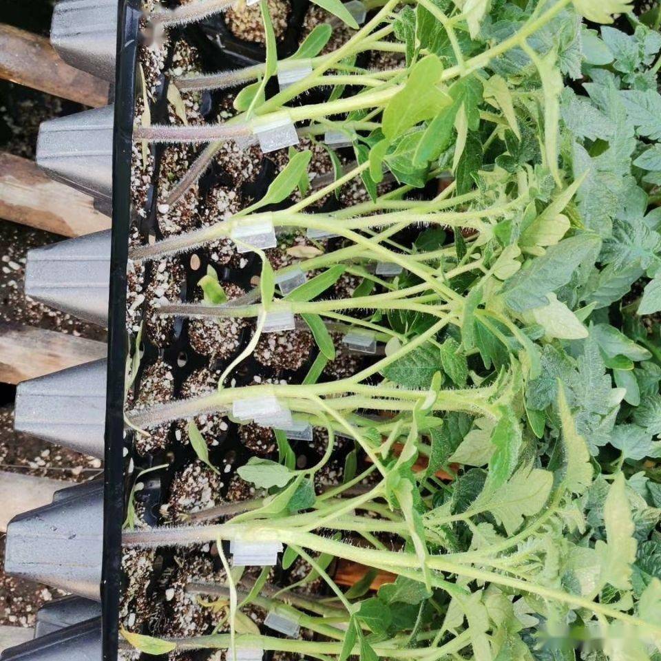 番茄套管嫁接育苗技术规程