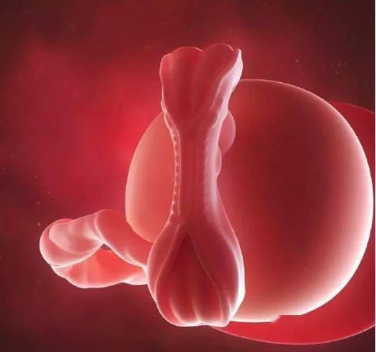 怀孕6周孕囊b超图图片