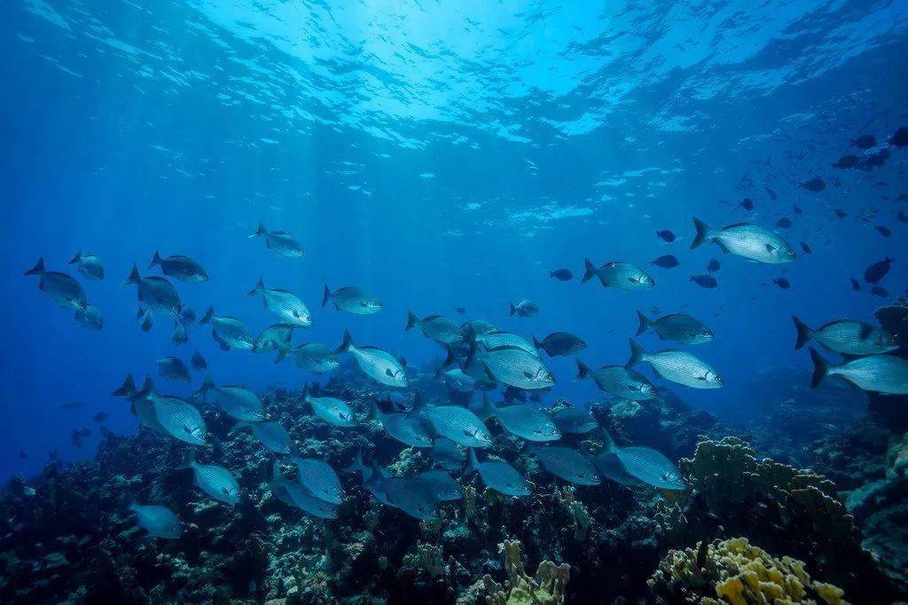 2022年海洋日主题为"保护海洋生态系统人与自然和谐共生"