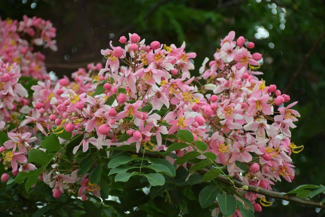 特徵:常綠喬木.羽狀複葉,小葉對生.聚傘花序頂生,花冠粉紅色.