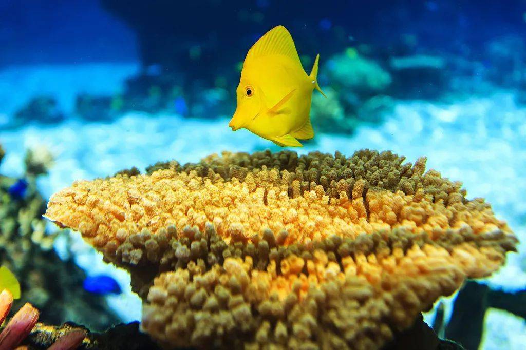 68世界海洋日保护海洋生态系统人与自然和谐共生