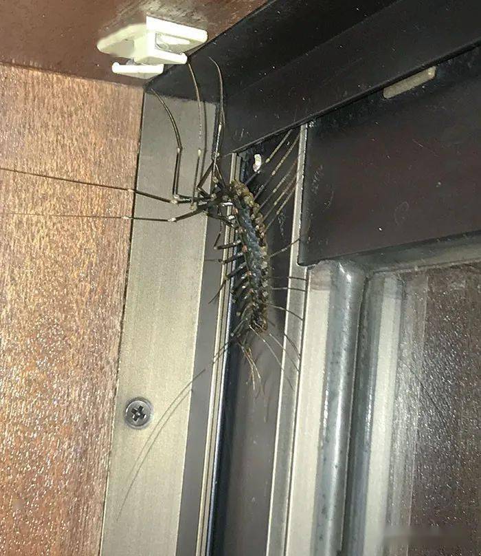 高能外国网友搜集一波大自然的惊悚照片让人san值狂掉