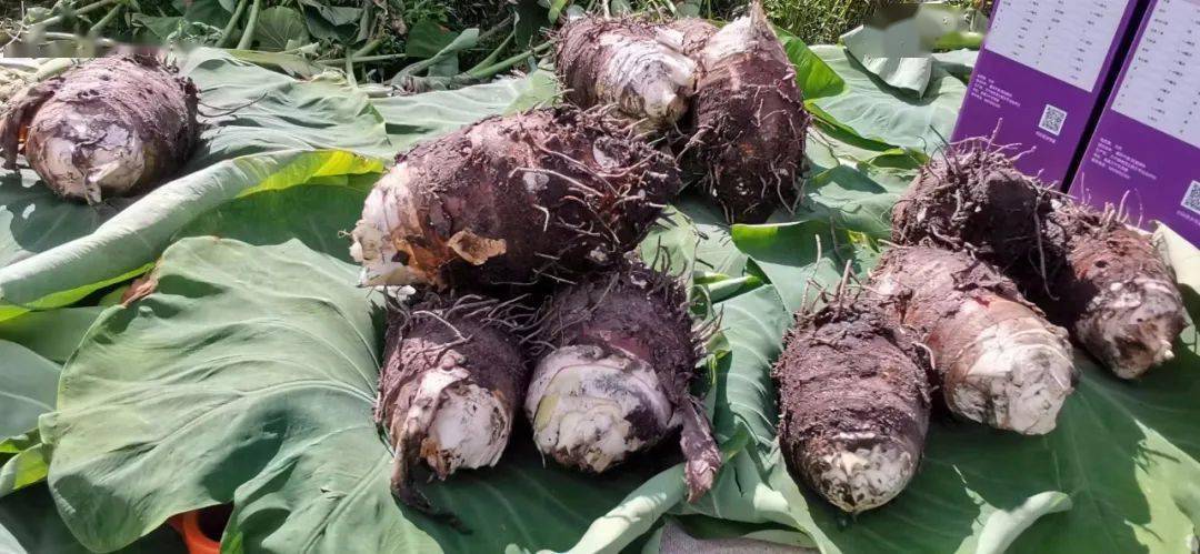 持续的时间比较长,还有这个雨水比较多,所以这个芋头产量就不是很高