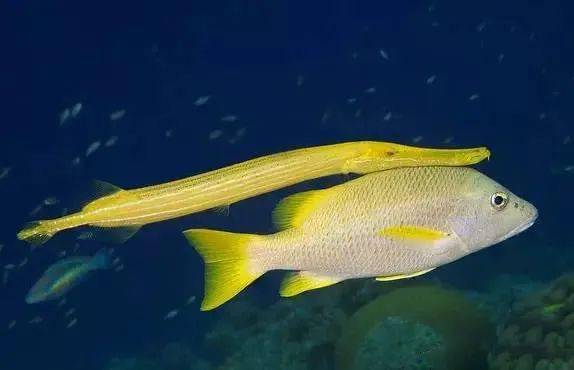 管口鱼:假装僵硬而耿直