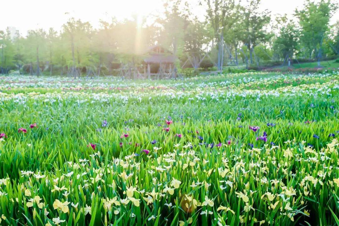 高颜值“彩虹女神”正值花期，快去一睹芳容