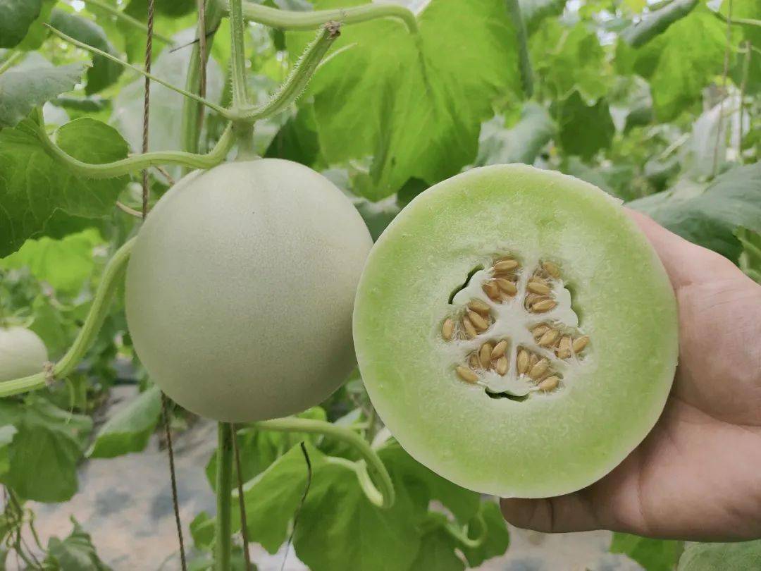 尝过玉菇人间再无其它甜瓜269箱瓜界冰淇淋晶莹似翡翠爽滑细腻
