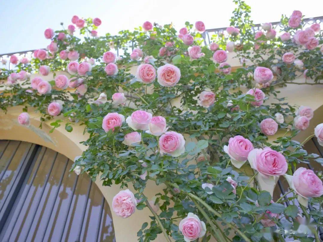 胭脂扣是由天狼月季创始人姜正之先生培育出来的一款藤本月季,它在