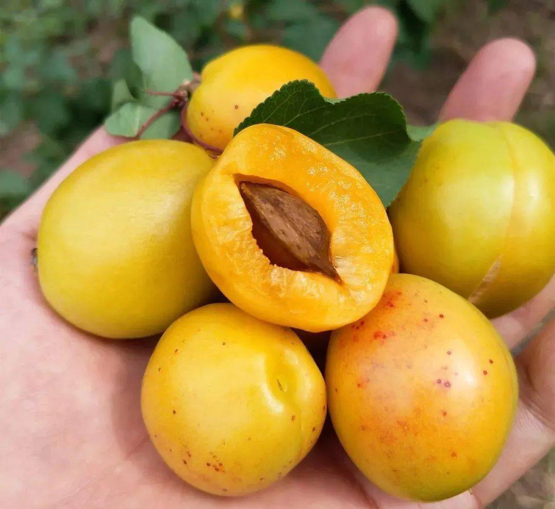 产地食材▎泰安半野生珍珠杏自然果香浓郁又清爽唤醒夏日活力