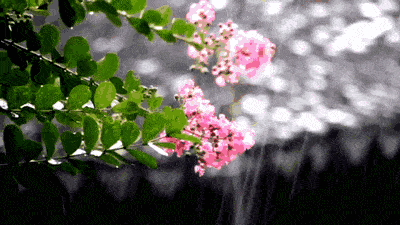 夜來風雨聲‘花落知多少  文学欣賞