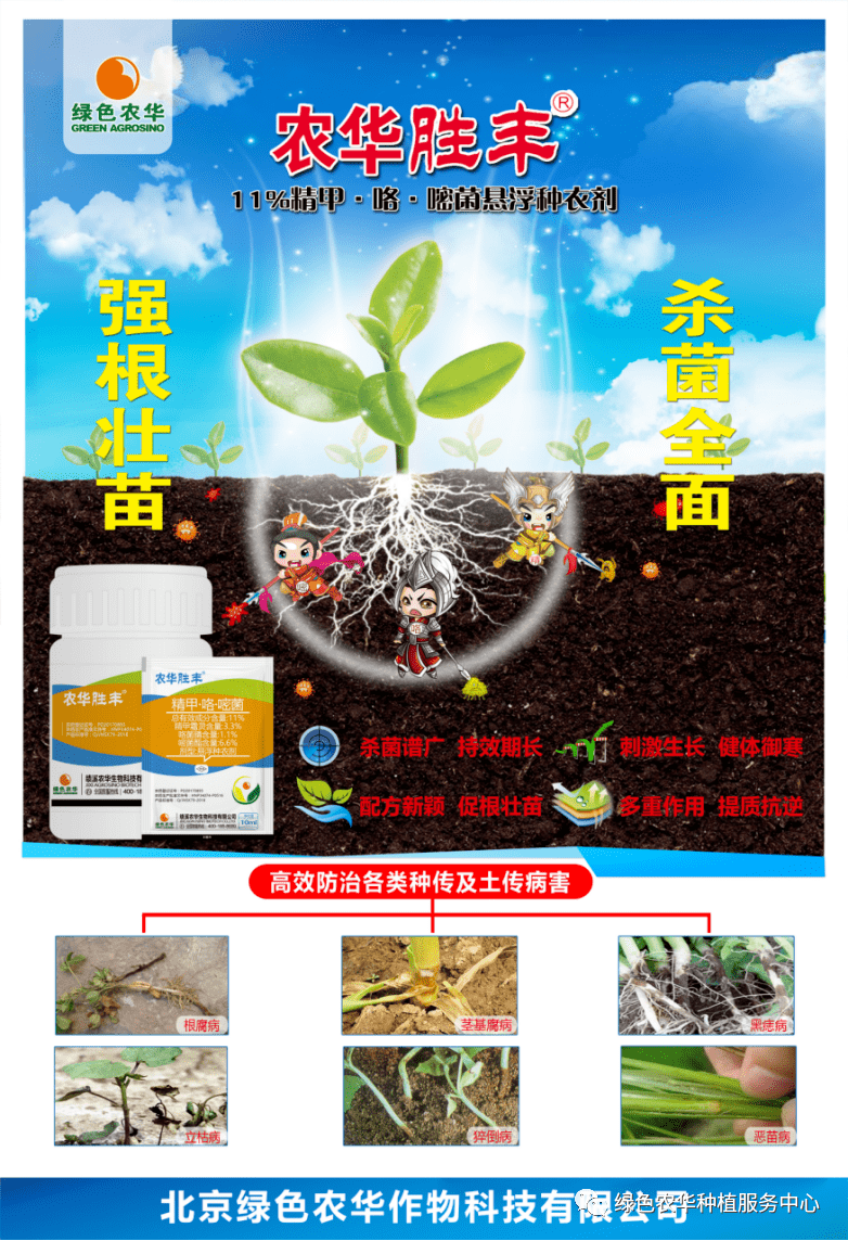 马铃薯黑胫病来了,注意这些防治方法可以轻松搞定他_发病_维管束_病菌