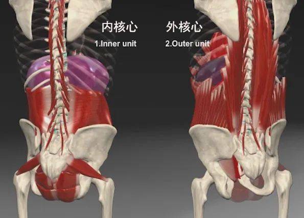 包括:膈肌,盆底肌,腹部肌群,腰方肌,髂腰肌,多裂肌,豎脊肌.