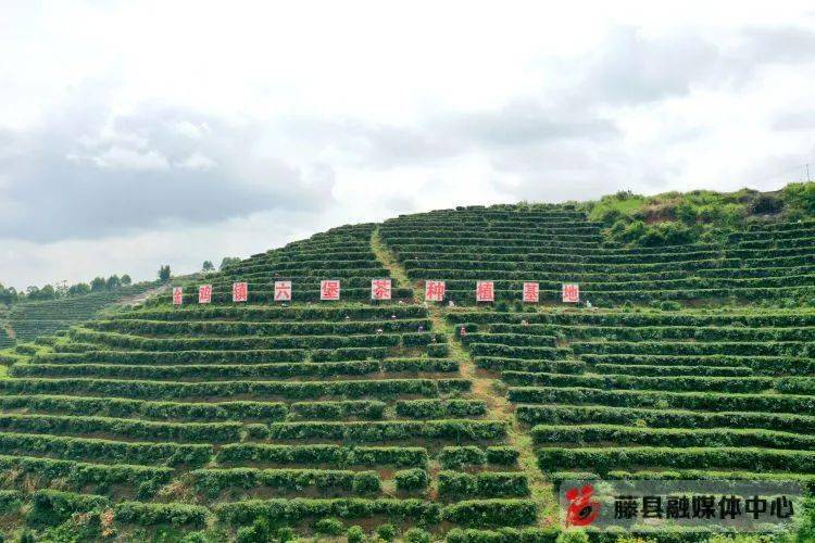 藤县这个茶园好美,离县城15公里_金鸡镇_六堡_茶叶