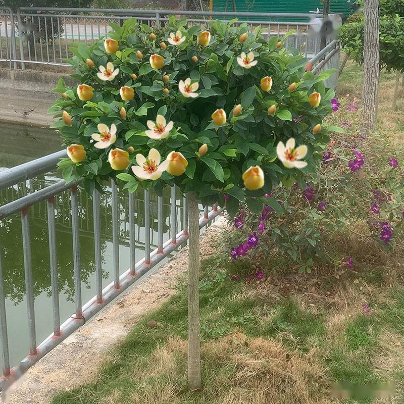 广东含笑研究进展