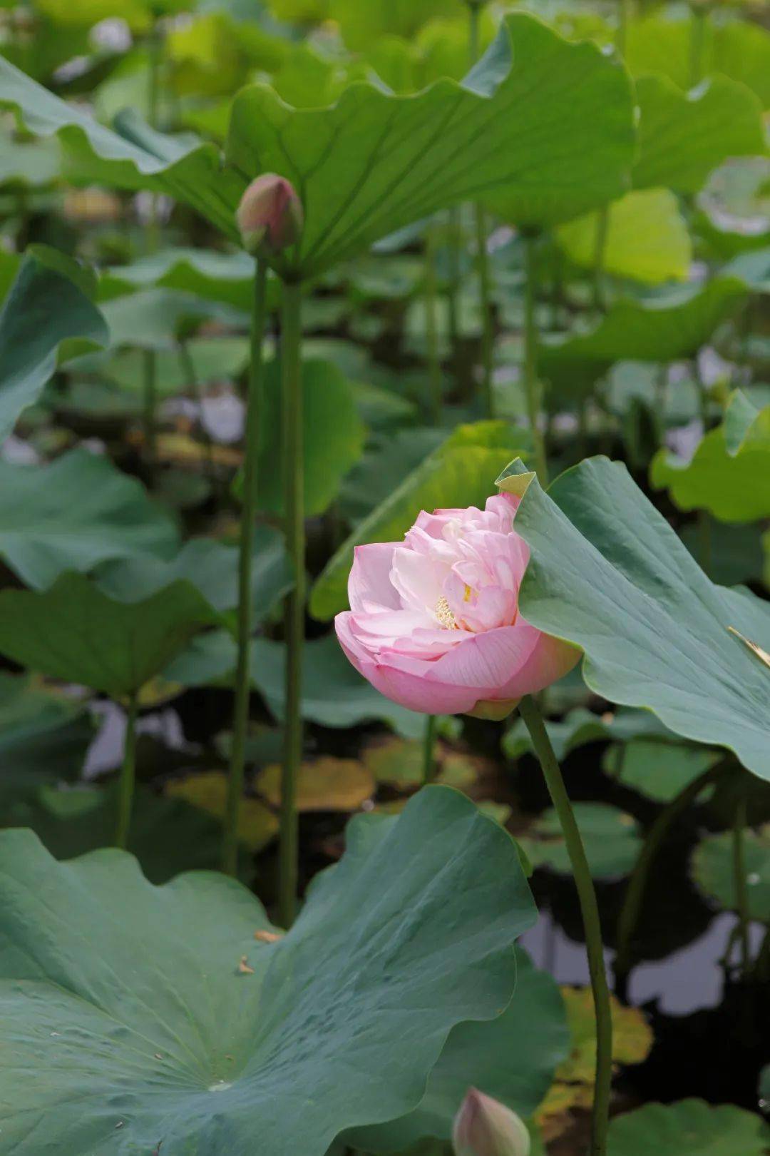 漫步咸阳湖,赏夏日"荷"韵~_赏荷_荷花_渭滨公园