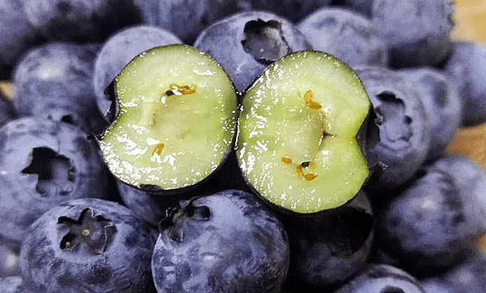 顺丰丨大果蓝莓花青素小巨人399元4盒499元500g枝串盒装生态种植现摘