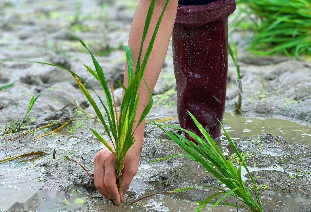 手把青秧插满田,低头便见水中天,心中清净方为道,退步原来是向前.