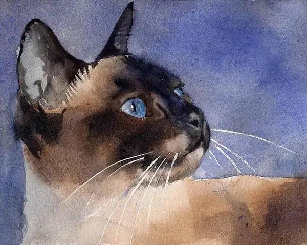 他山之石艺rachelparker和她的水彩暹罗猫