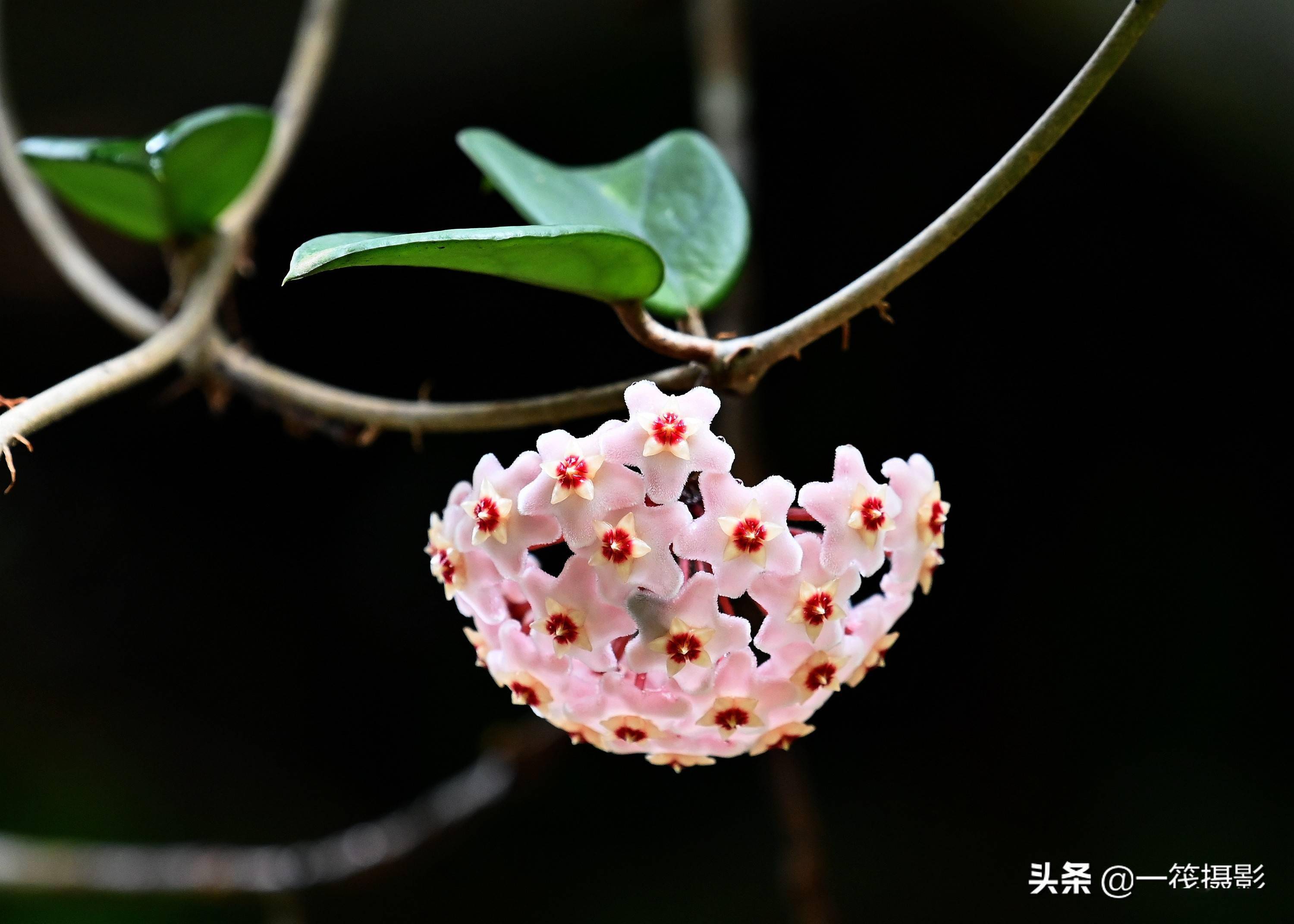 球兰花图片野生图片