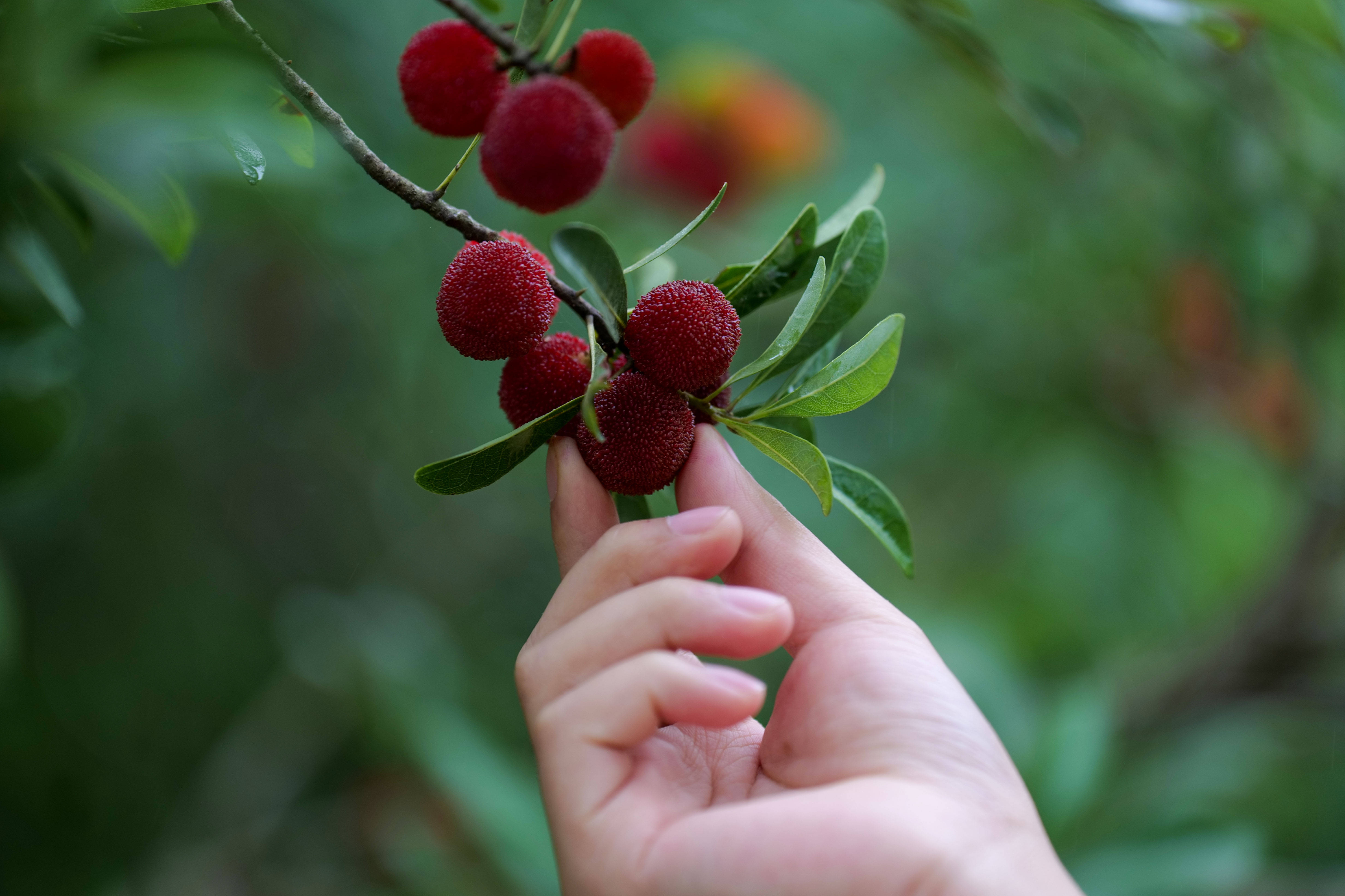 岑巩仲夏时节杨梅采摘忙