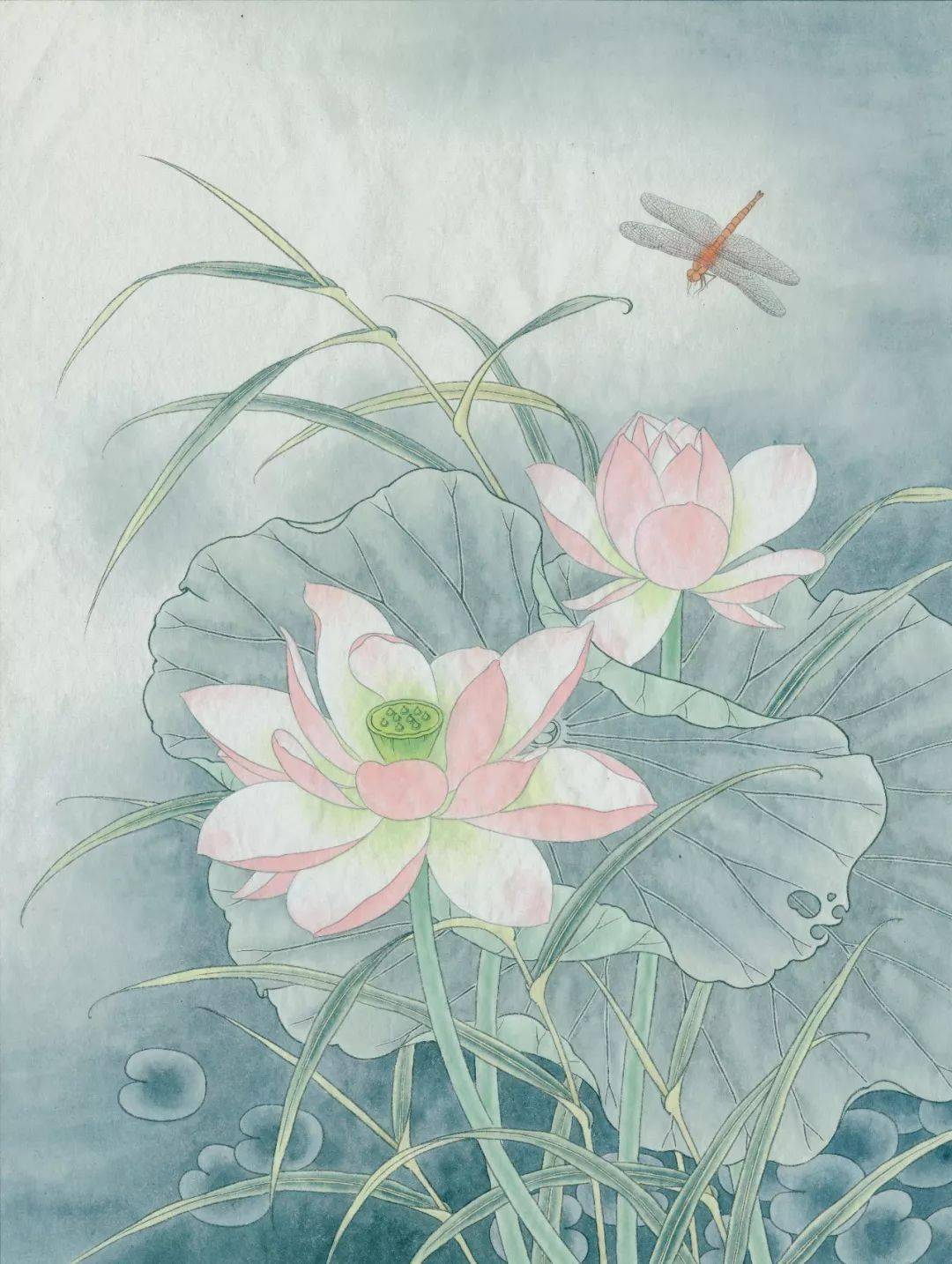 荷花蜻蜓美极啦