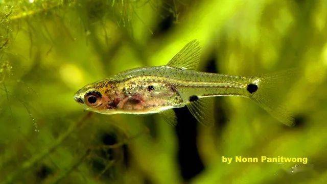 水族生物小丑灯的范畴有这么大学习一下