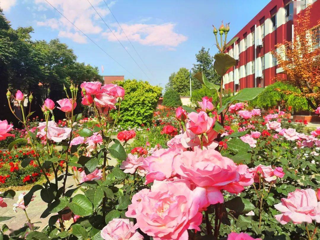 待遇优厚西咸新区泾华学校最新招聘中小学教师含营养师