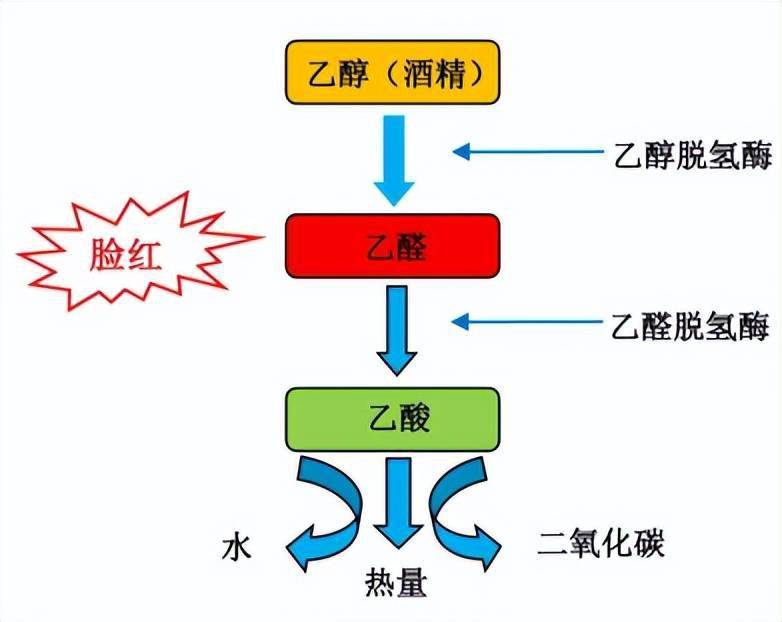 纵观整个酒精的代谢过程,有两个至关重要的酶,乙醇脱氢酶和乙醛脱氢酶