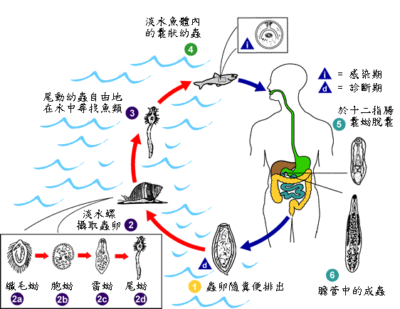 佛山6岁儿童突患上肝吸虫,"凶手"藏在你家的厨房中!_检查_淡水_幼虫