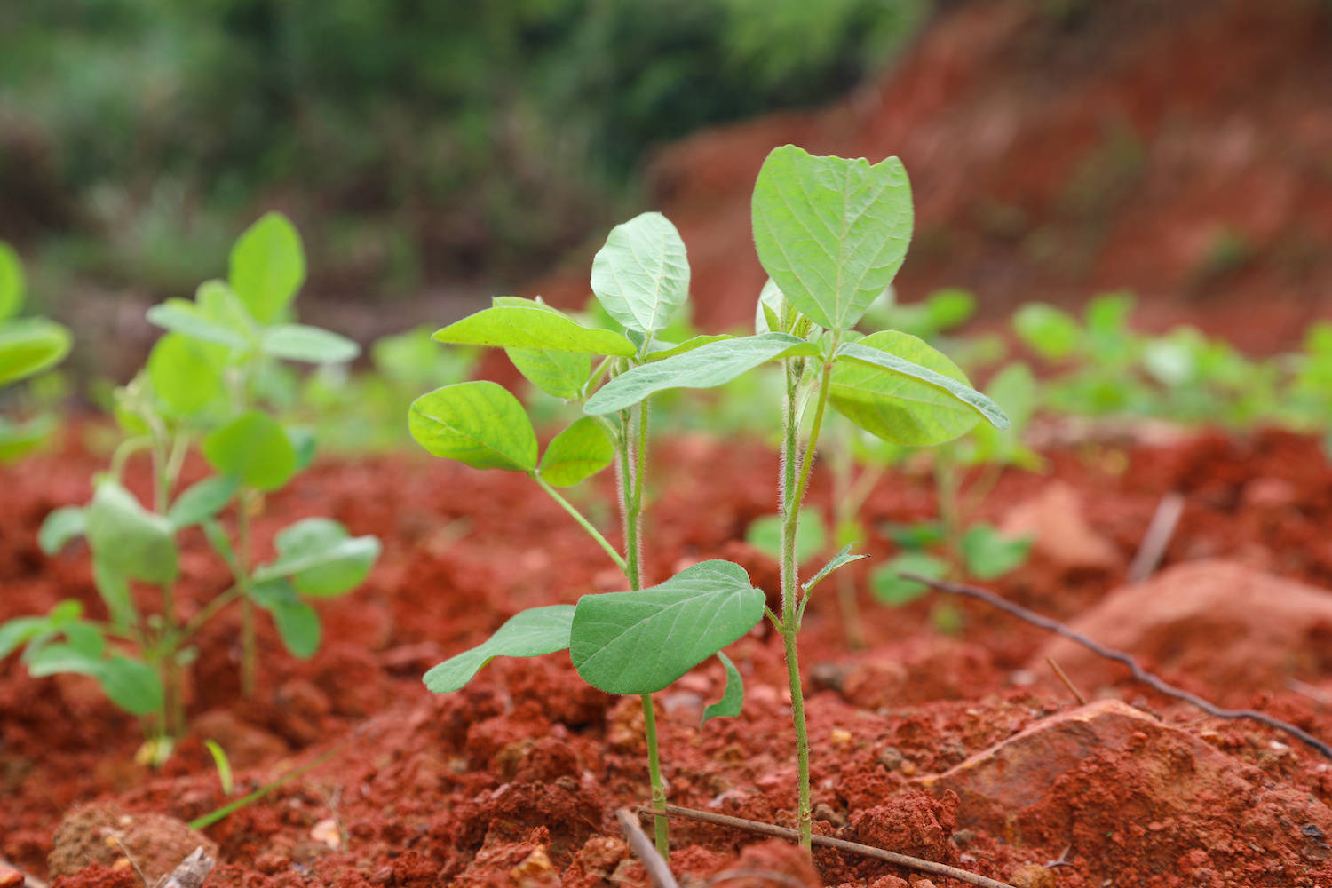 步入广福镇铁坑村的撂荒耕地,刚种下不久的黄豆苗正茁壮成长,它们吸足