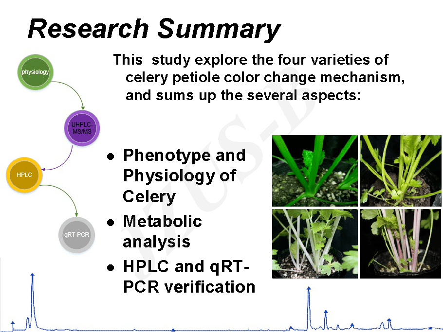 四川農業大學李夢瑤等比較代謝組學為芹菜葉柄顏色差異的形成提供了新