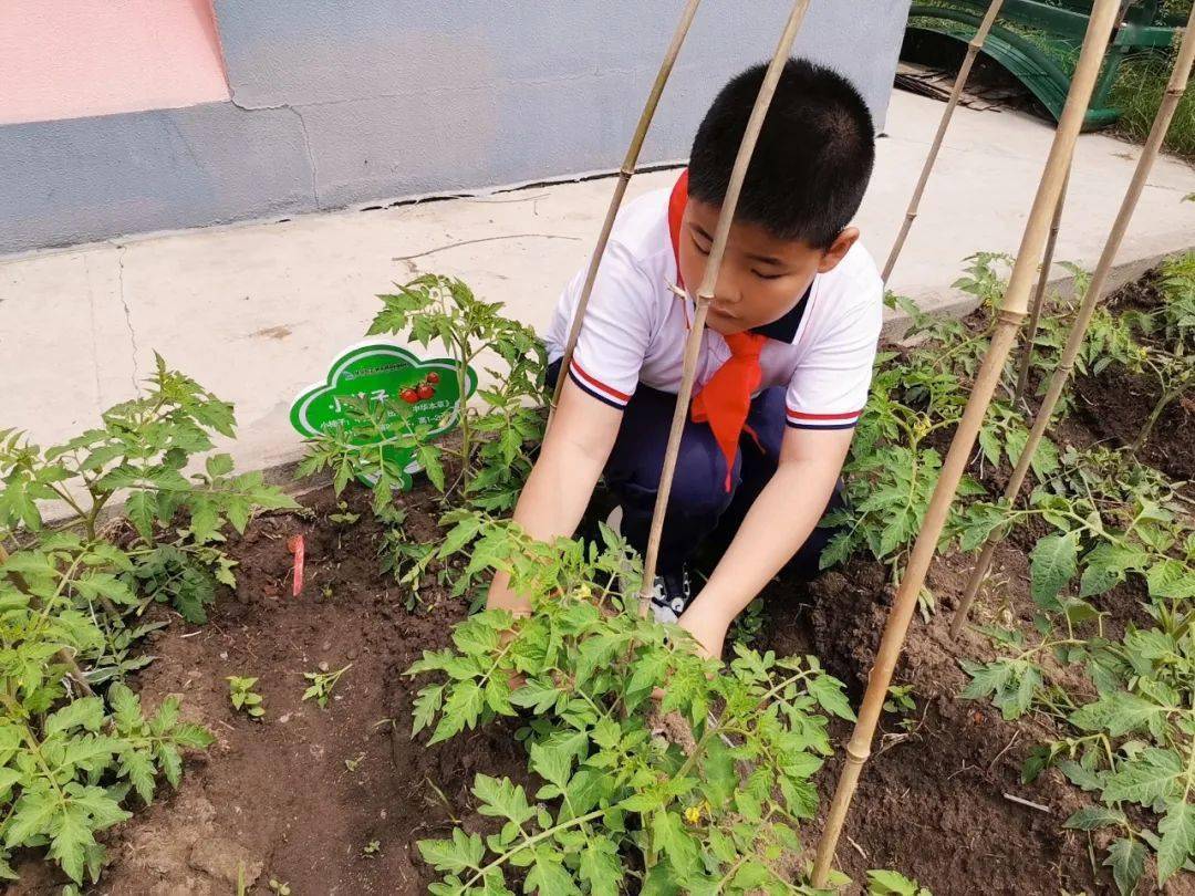 复华德育家校合作快乐种植复华小学西红柿种植剪枝及搭架
