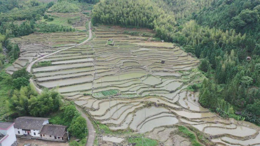 【战"三夏" 夺丰收 】仁化夏种正当时 长江镇石印村千亩梯田水稻插秧