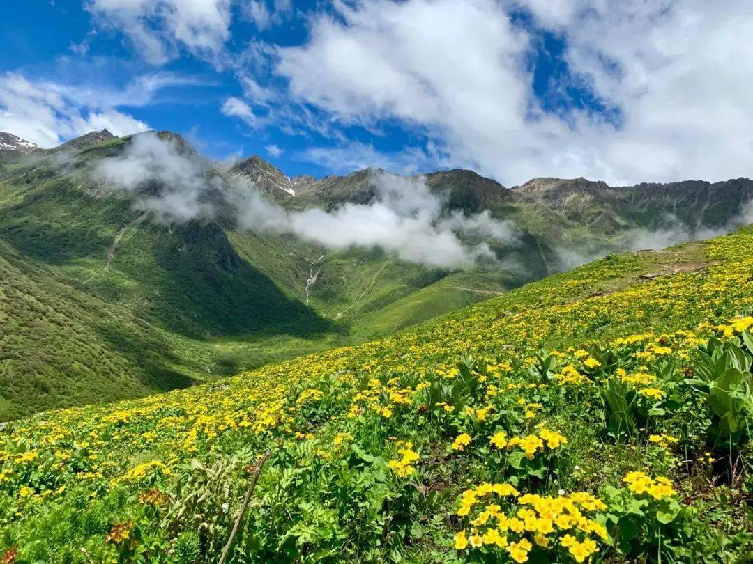 又要美爆当高山花海遇上原始森林川西避暑正当时