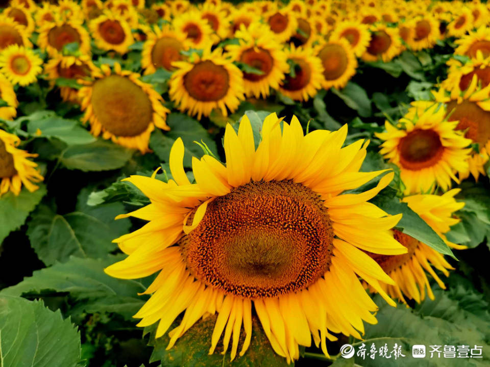 6月15日最佳情报 雨后明湖美如画 邂逅向日葵花海 恭喜获奖 红包 齐鲁 济南