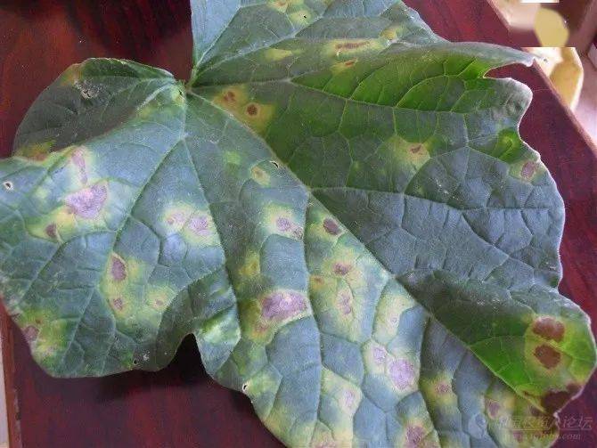 "三防一控两治"减少大棚甜瓜霜霉病发生!