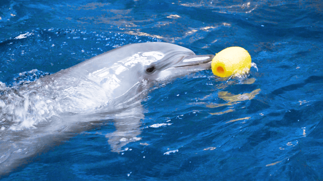 和海豚哈利一起过生日南昌融创海世界门票低至199元起