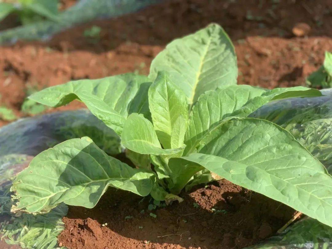 "今年格郎河村的烟苗是最好的……",盐源县黄草镇烟站技术人员对攀钢