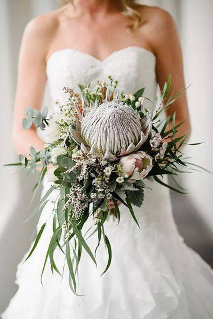 帝王花手捧惊艳至极