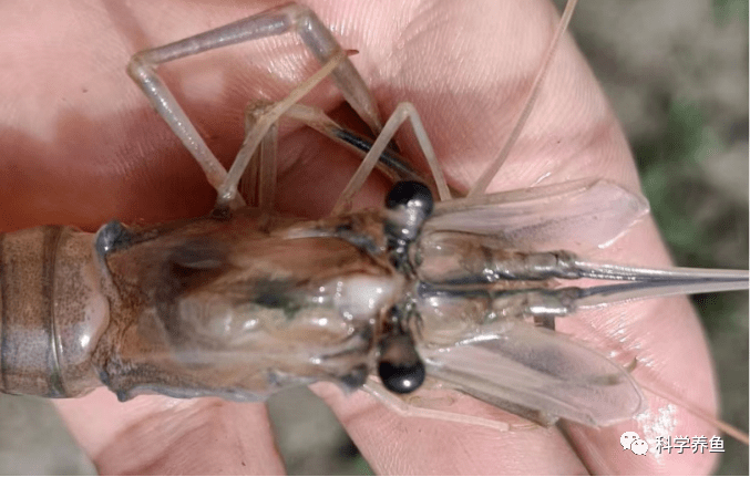 罗氏沼虾虹彩病毒病提早暴发,波及面积大,虾农难上加难_发病_养殖