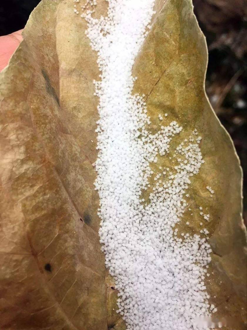 汉字天气夏日冰雹了解雨雹霰雪的汉字不同关系表述