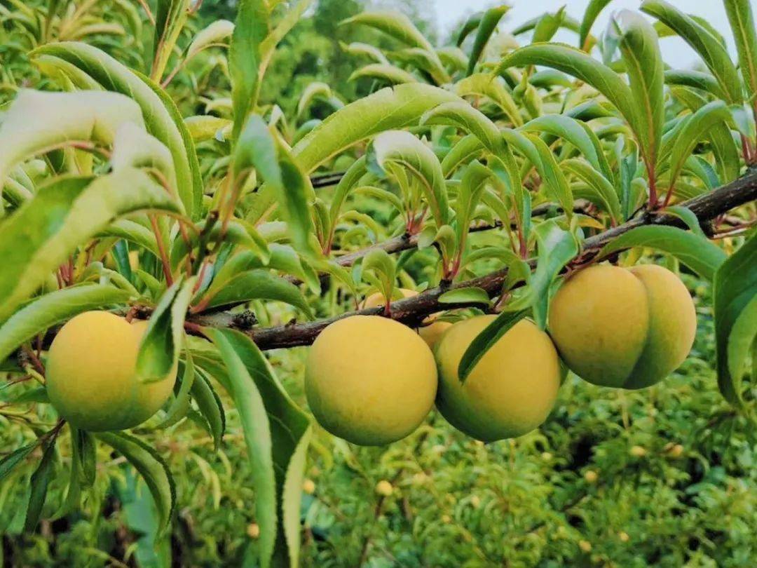 【底价预售最后1天】正宗贵州镇宁·六马蜂糖李丨108元起购礼盒五斤装