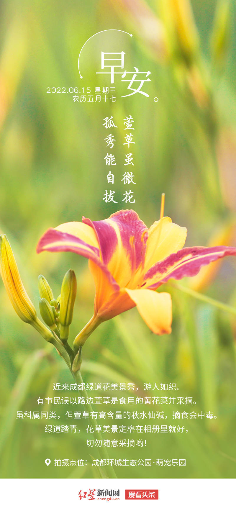 爱看头条 萱草虽微花 孤秀能自拔 6月15日 美景 黄花菜 摘食 爱看头条 萱草虽微花 孤秀能自拔 6月15日 美景 黄花菜 摘食