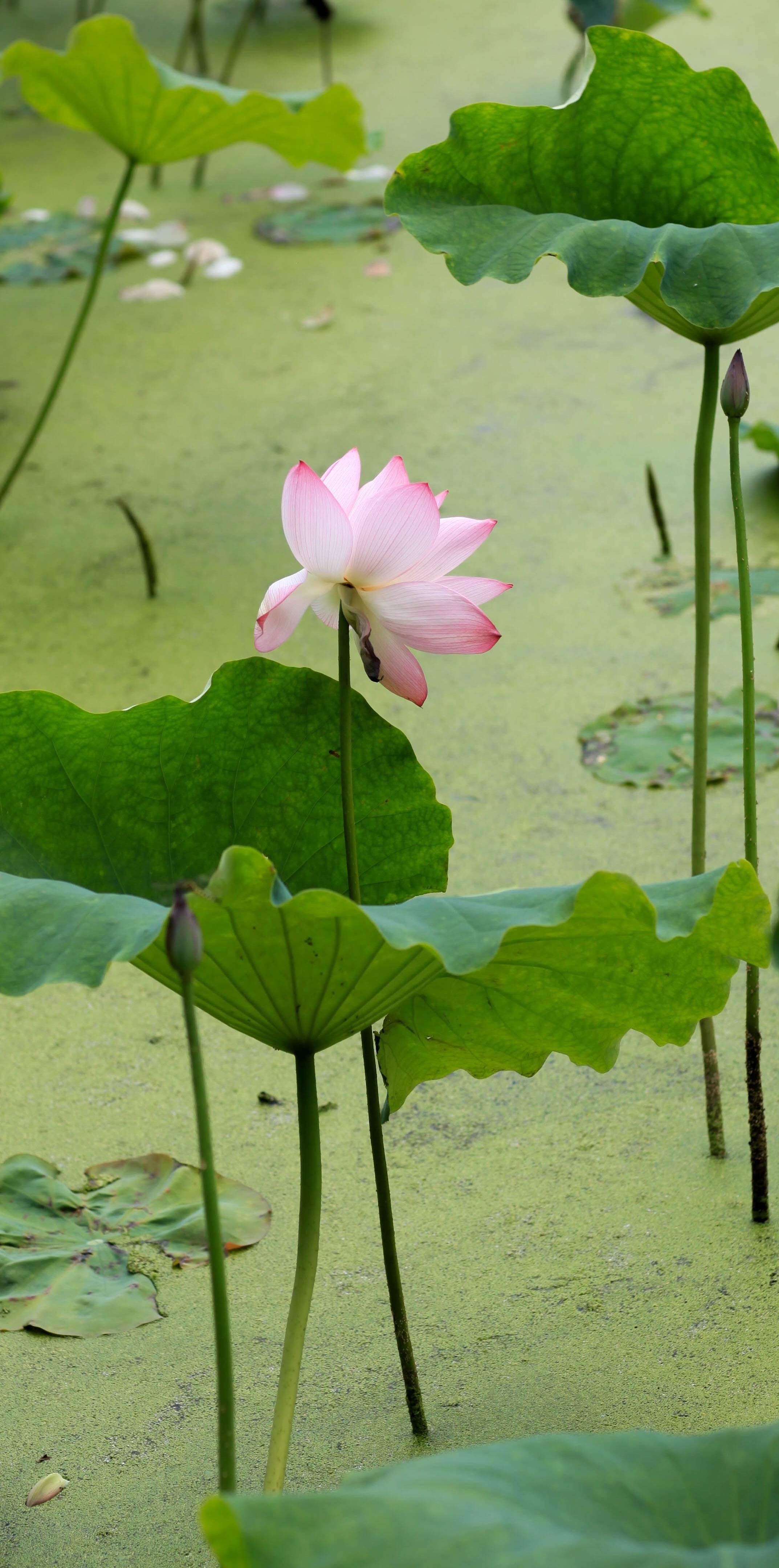 �������˱��µĺɻ�����������Ӱ����������