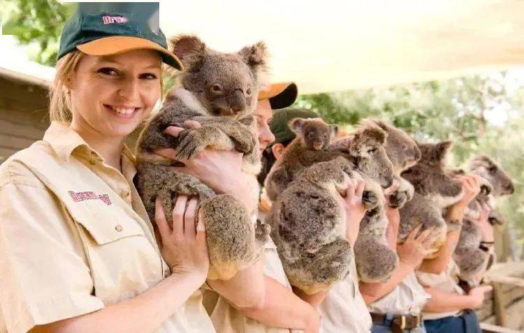 布里斯班——龙柏考拉动物园龙柏考拉动物园是世界排名前十的动物园