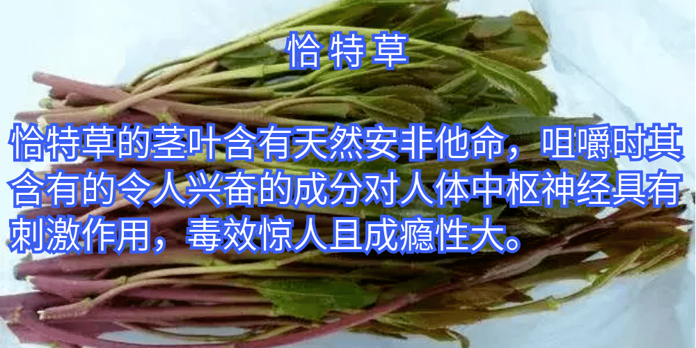 除了罂粟这样的小红花,还有一些毒品原植物一旦种植也是非常"刑"的