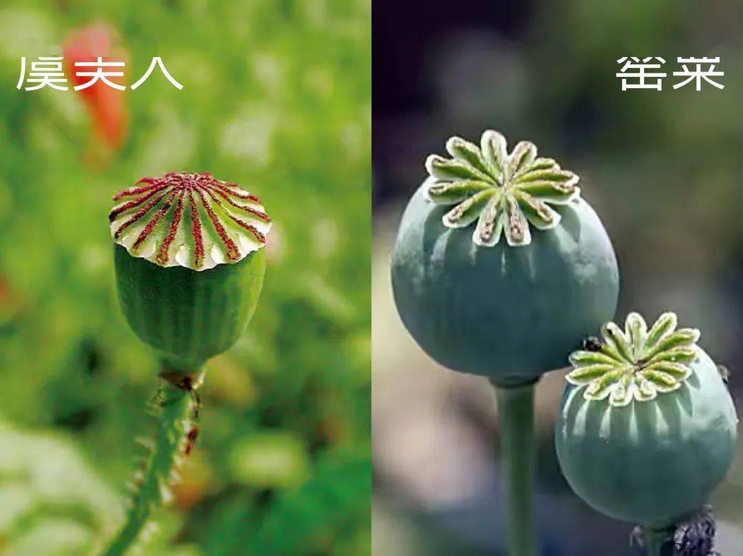 罂粟果实直径可达3—5厘米,呈倒扣坛状,鲜果实含有较多白色乳汁.
