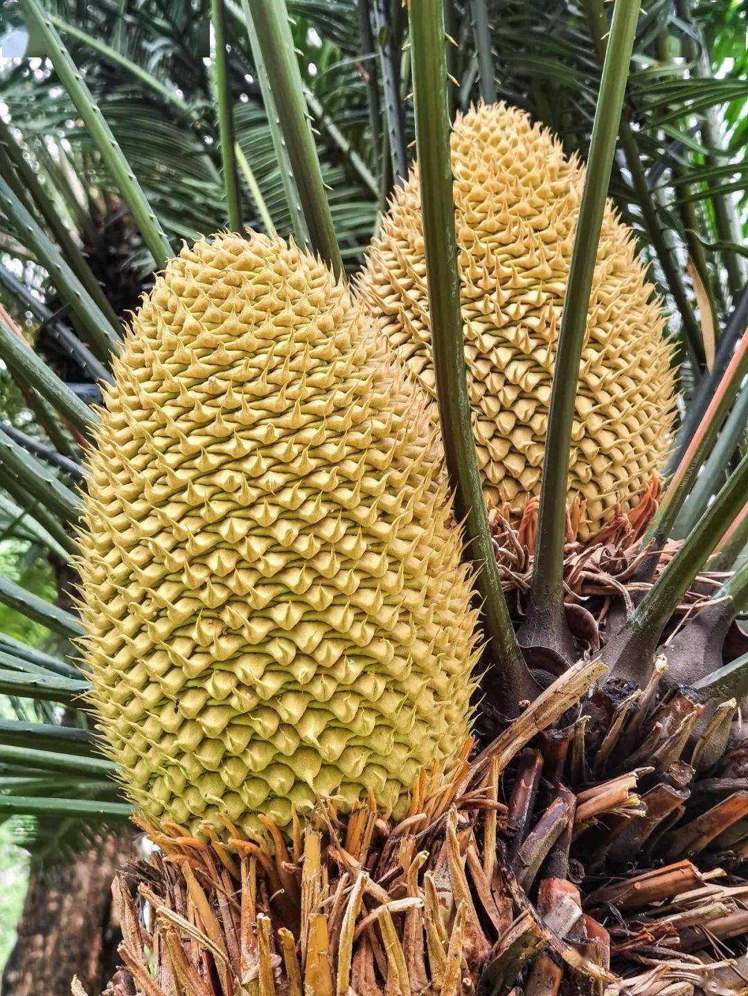 攀枝花公园一棵铁树同时开出6朵花_苏铁_花头_高约