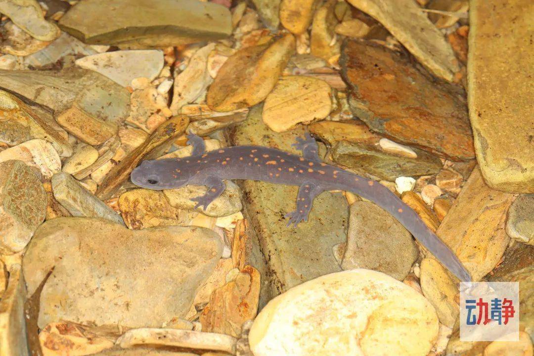 小鲵_生活_物种