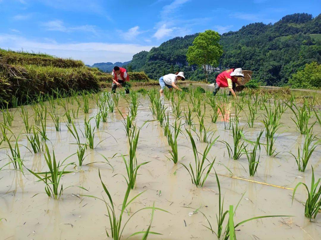 涪洋镇党员干部插秧助农忙